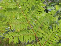 Osmunda regalis 61, Koningsvaren, Saxifraga-Tom Heijnen