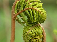 Osmunda regalis 63, Koningsvaren, Saxifraga-Tom Heijnen