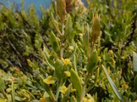 Osyris lanceolata 6, Saxifraga-Ed Stikvoort