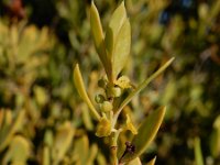 Osyris lanceolata 7, Saxifraga-Ed Stikvoort