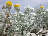 Otanthus maritimus 13, Saxifraga-Ed Stikvoort