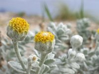 Otanthus maritimus 14, Saxifraga-Ed Stikvoort