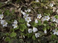 Oxalis acetosella 48, Witte klaverzuring, Saxifraga-Willem van Kruijsbergen