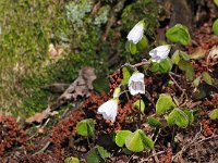 Oxalis acetosella 55, Witte klaverzuring, Saxifraga-Hans Dekker