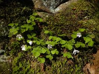 Oxalis acetosella 58, Witte klaverzuring, Saxifraga-Ed Stikvoort