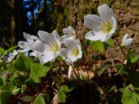 Oxalis acetosella 62, Witte klaverzuring, Saxifraga-Ed Stikvoort