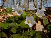 Oxalis acetosella 64, Witte klaverzuring, Saxifraga-Ed Stikvoort