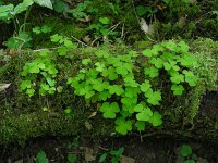 Oxalis acetosella 66, Witte klaverzuring, Saxifraga-Ed Stikvoort