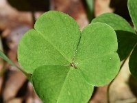 Oxalis acetosella 69, Witte klaverzuring, Saxifraga-Sonja Bouwman  508. Witte klaverzuring - Oxalis acetosella - Oxalidaceae familie (i)