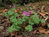 Oxalis articulata 13, Knolklaverzuring, Saxifraga-Ed Stikvoort