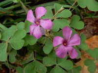 Oxalis articulata 15, Knolklaverzuring, Saxifraga-Ed Stikvoort