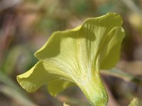 Oxalis pes-caprae 50, Saxifraga-Sonja Bouwman  Knikkende klaverzuring, African wood-sorrel - Oxalis pes-caprae - Oxalidaceae familie