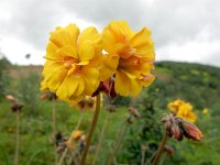 Oxalis pes-caprea forma pleniflora 45, Saxifraga-Ed Stikvoort : s9900