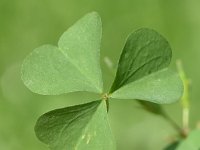 Oxalis stricta 6, Stijve klaverzuring, Saxifraga-Sonja Bouwman