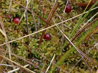 Oxycoccus palustris 1, Kleine veenbes, Saxifraga-Hans Boll