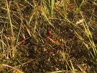 Oxycoccus palustris 3, Kleine veenbes, Saxifraga-Jan van der Straaten