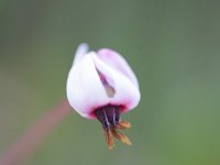 Oxycoccus palustris 5, Kleine veenbes, Saxifraga-Jan Nijendijk