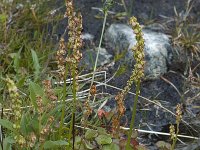 Oxyria digyna 1, Saxifraga-Willem van Kruijsbergen