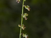 Oxyria digyna 3, Saxifraga-Jan van der Straaten