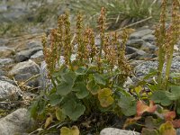 Oxyria digyna 5, Saxifraga-Willem van Kruijsbergen