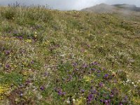 Oxytropis albana 10, Saxifraga-Ed Stikvoort