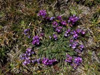 Oxytropis albana 15, Saxifraga-Ed Stikvoort