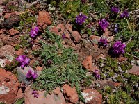 Oxytropis albana 4, Saxifraga-Ed Stikvoort