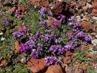 Oxytropis albana 6, Saxifraga-Ed Stikvoort