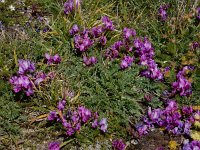 Oxytropis albana 7, Saxifraga-Ed Stikvoort