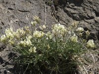 Oxytropis campestris 12, Saxifraga-Willem van Kruijsbergen