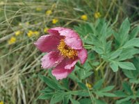 Paeonia broteri 15, Saxifraga-Jan van der Straaten