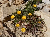 Pallenis maritima 10, Saxifraga-Ed Stikvoort