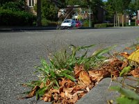 Panicum capillare 12, Draadgierst, Saxifraga-Ed Stikvoort