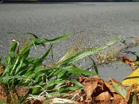 Panicum capillare 13, Draadgierst, Saxifraga-Ed Stikvoort