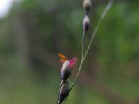 Panicum dichotomiflorum 2, Kale gierst, Saxifraga-Rutger Barendse