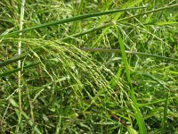 Panicum dichotomiflorum 3, Kale gierst, Saxifraga-Jasenka Topic