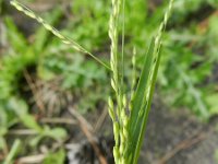 Panicum dichotomiflorum 4, Kale gierst, Saxifraga-Rutger Barendse