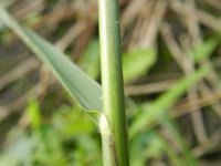 Panicum dichotomiflorum 5, Kale gierst, Saxifraga-Rutger Barendse