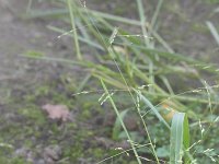 Panicum dichotomiflorum 6, Kale gierst, Saxifraga-Rutger Barendse