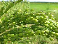 Panicum miliaceum 1, Pluimgierst, Saxifraga-Rutger Barendse