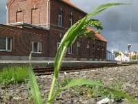 Panicum miliaceum 3, Pluimgierst, Saxifraga-Rutger Barendse