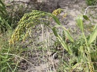 Panicum miliaceum 5, Pluimgierst, Saxifraga-Peter Meininger