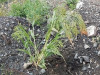 Panicum miliaceum 7, Pluimgierst, Saxifraga-Peter Meininger