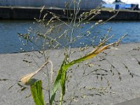 Panicum miliaceum ssp ruderale 10, Saxifraga-Rutger Barendse