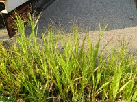 Panicum miliaceum ssp ruderale 12, Saxifraga-Rutger Barendse