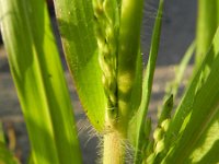 Panicum miliaceum ssp ruderale 13, Saxifraga-Rutger Barendse