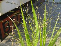 Panicum miliaceum ssp ruderale 14, Saxifraga-Rutger Barendse