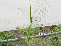 Panicum miliaceum ssp ruderale 15, Saxifraga-Rutger Barendse