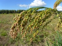 Panicum milliaceum 17, Pluimgierst, Saxifraga-Jelle van Dijk