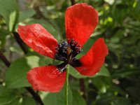 Papaver argemone 26, Ruige klaproos, Saxifraga-Ed Stikvoort